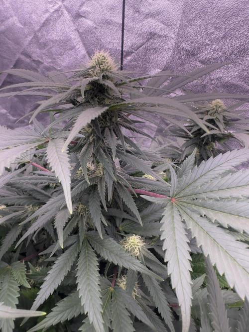Lektion-1. Week 15