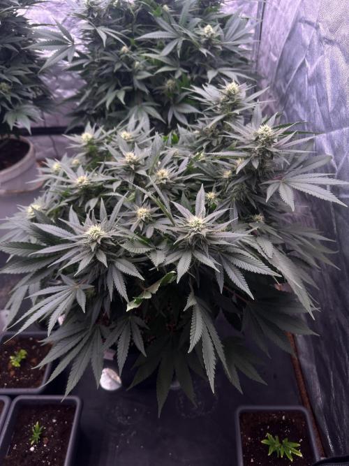 Lektion-1. Week 16