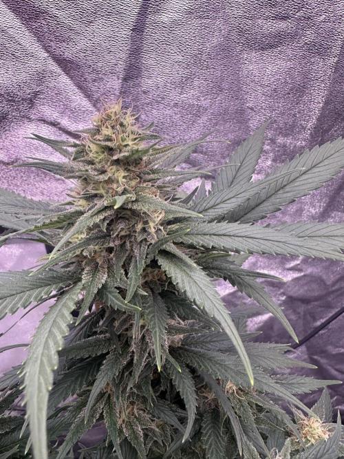 Lektion-1. Week 16