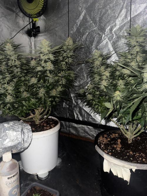 Lektion-1. Week 17
