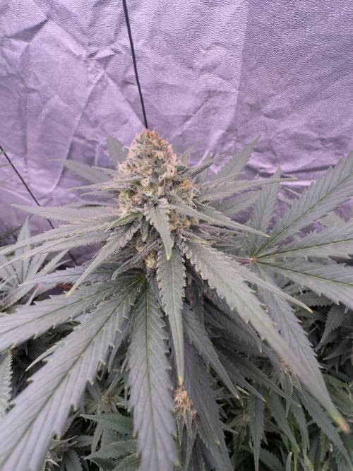 Lektion-1. Week 17