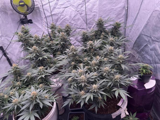 Lektion-1. Week 17