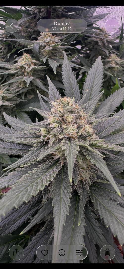 Lektion-1. Week 17