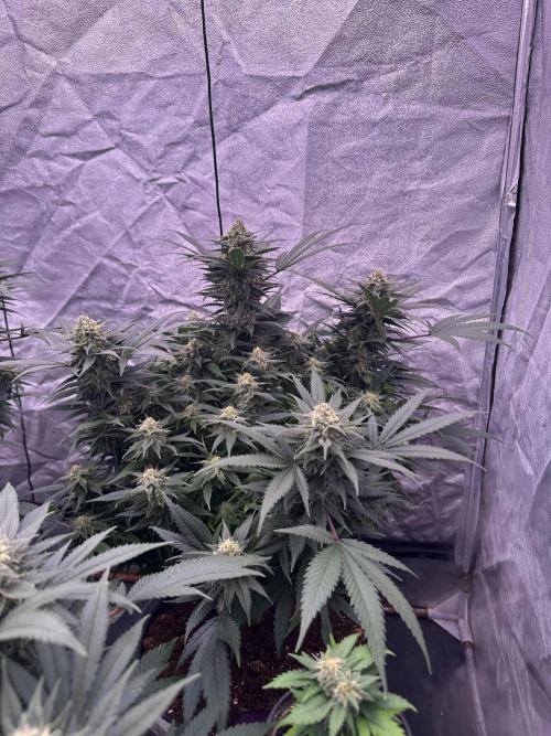 Lektion-1. Week 18