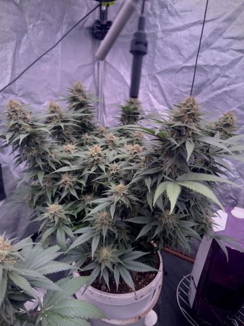 Lektion-1. Week 18