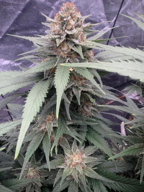 Lektion-1. Week 18