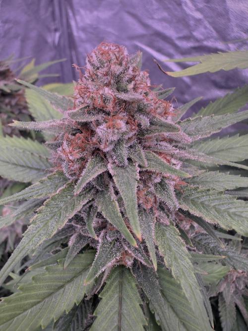 Lektion-1. Week 19