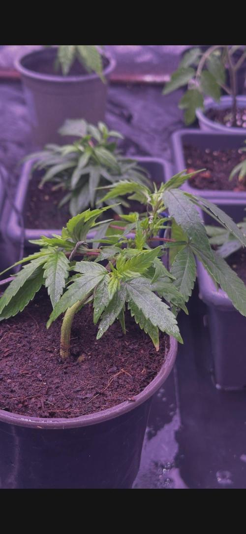 Orange buds. Week 4