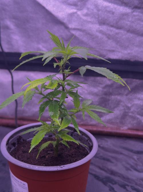 Orange buds. Week 4