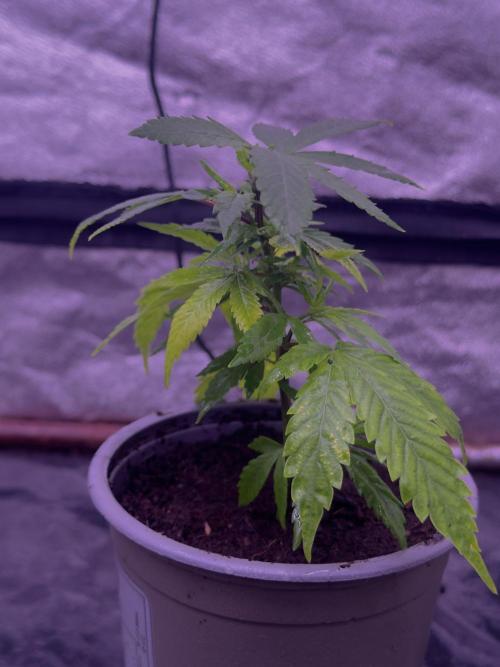 Orange buds. Week 4