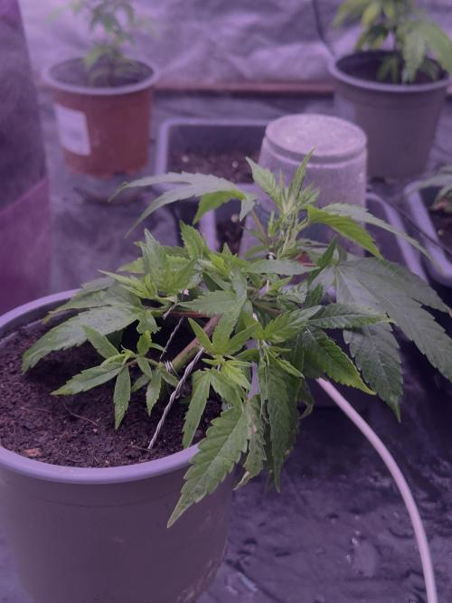 Orange buds. Week 4