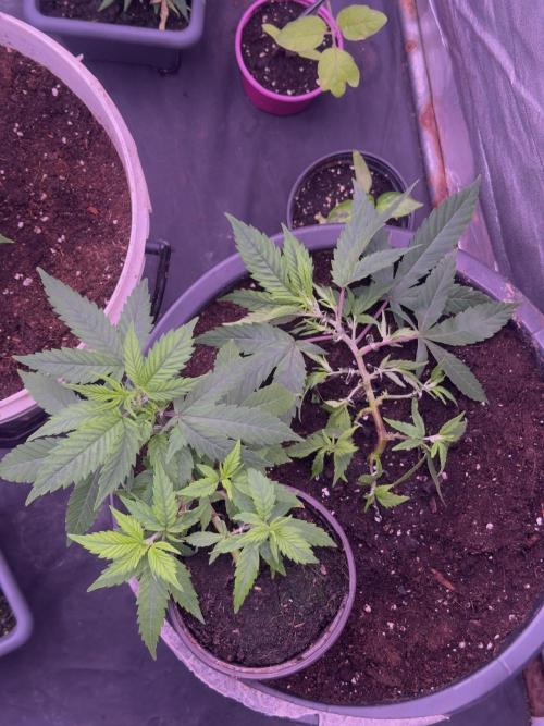 Orange buds. Week 5