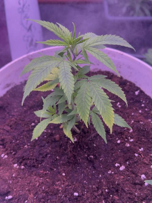 Orange buds. Week 5