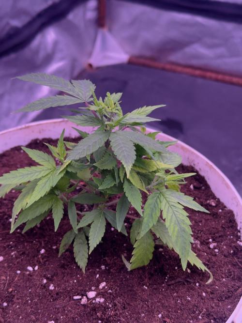 Orange buds. Week 5