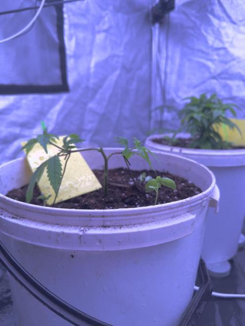 Orange buds. Week 5