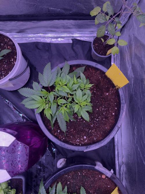 Orange buds. Week 5