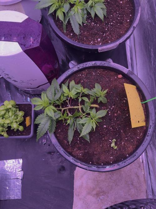 Orange buds. Week 5