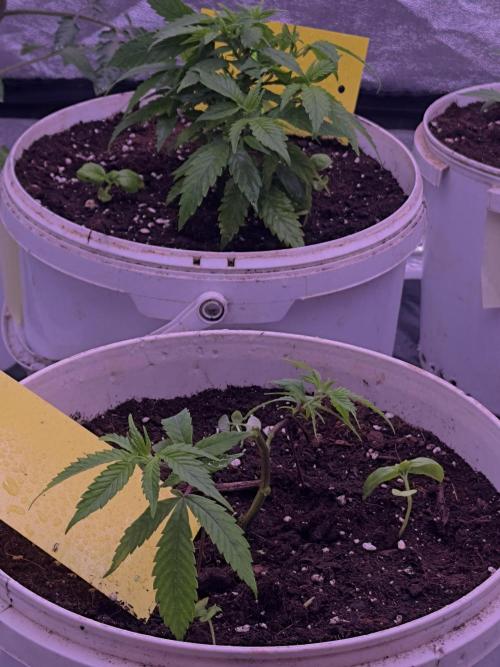Orange buds. Week 5