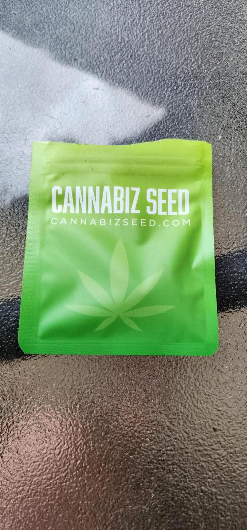 Bear Dance Autoflower outdoors. (Newbie). Week 0