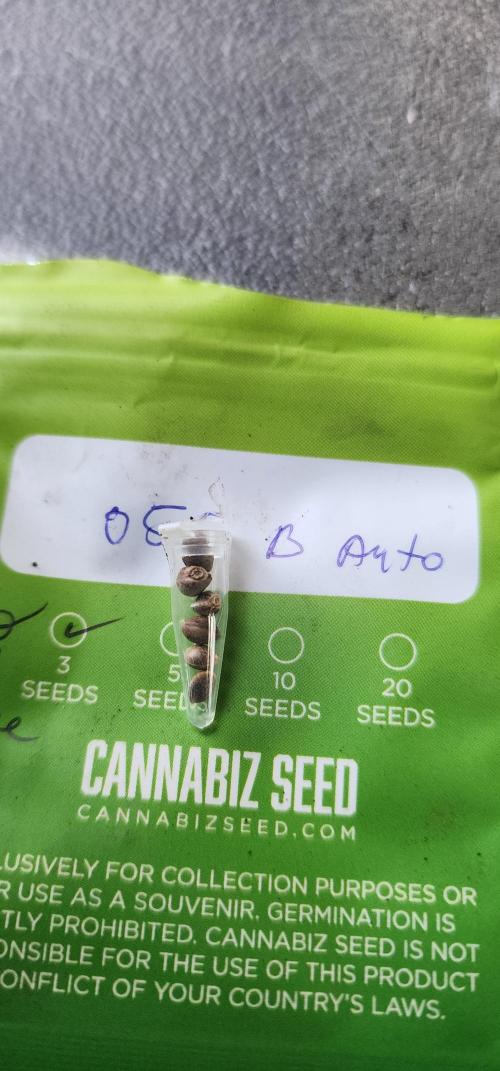 Bear Dance Autoflower outdoors. (Newbie). Week 0