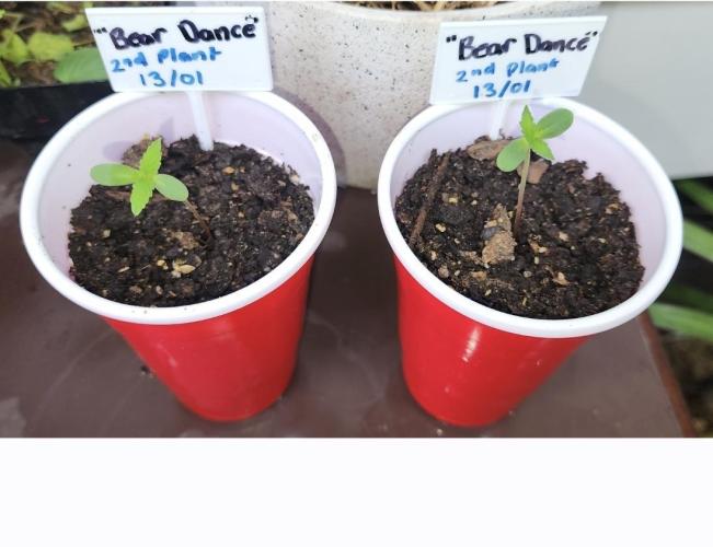 Bear Dance Autoflower outdoors. (Newbie). Week 1 - These are first 2 of 6. Almost a week old and seem to going ok. 