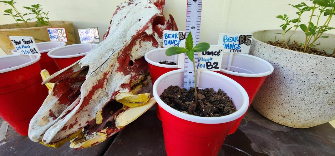 Bear Dance Autoflower outdoors. (Newbie). Week 1 - Almost 3 inches at a week old