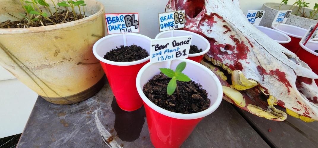 Bear Dance Autoflower outdoors. (Newbie). Week 1 - Will be moved to final home today in raised veggie garden. 