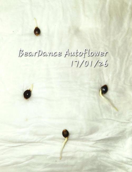 Bear Dance Autoflower outdoors. (Newbie). Week 1 - Next 4, ready to go in soil. 6 out of 6 seed germination. Thanks Cannabiz Seeds