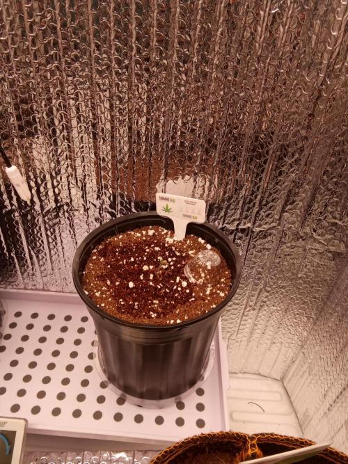 Cannabiz seeds Blue Dream photo period. Week 0