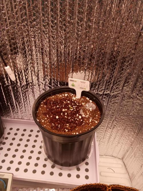 Cannabiz seeds Blue Dream photo period. Week 0