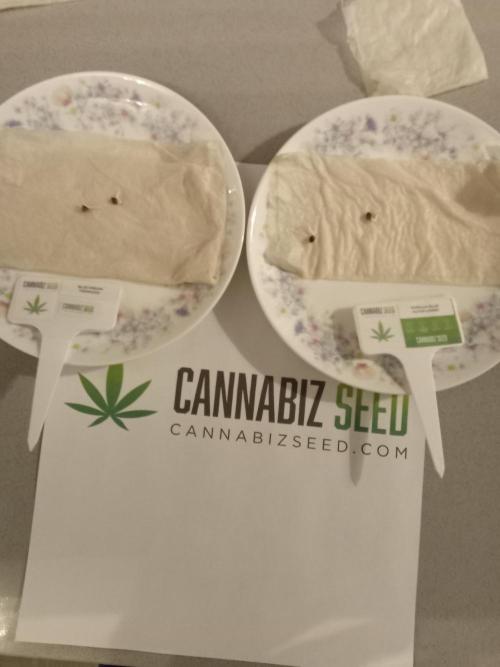 Cannabiz seeds Blue Dream photo period. Week 0