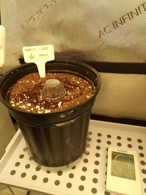 Cannabiz seeds Blue Dream photo period. Week 0
