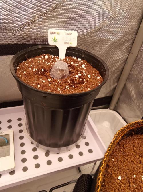 Cannabiz seeds Blue Dream photo period. Week 0