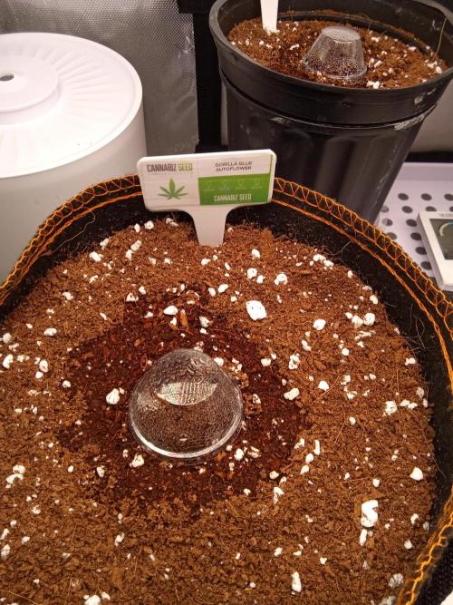 Cannabiz Seeds Gorilla Glue Auto. Week 0