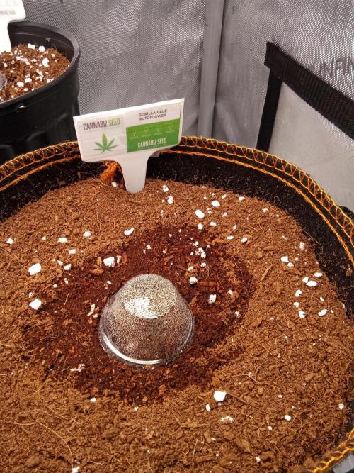 Cannabiz Seeds Gorilla Glue Auto. Week 0