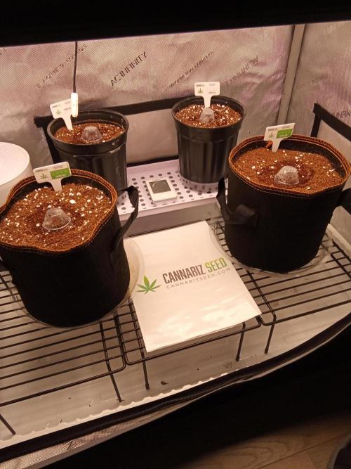 Cannabiz Seeds Gorilla Glue Auto. Week 0