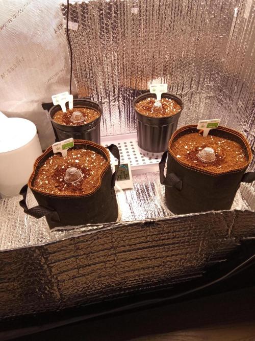 Cannabiz Seeds Gorilla Glue Auto. Week 0