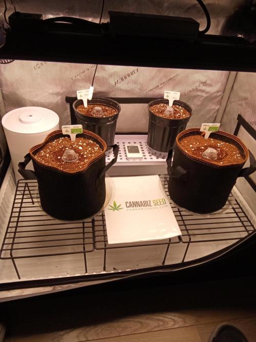 Cannabiz Seeds Gorilla Glue Auto. Week 0