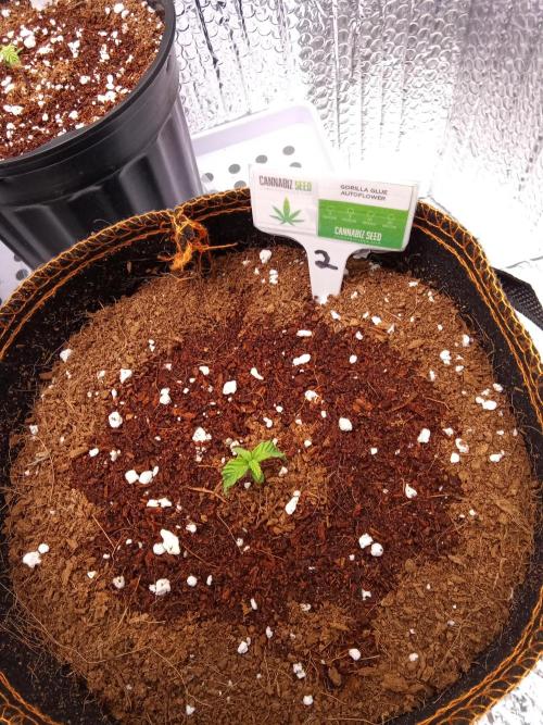 Cannabiz Seeds Gorilla Glue Auto. Week 1 - Today is a true day 7.