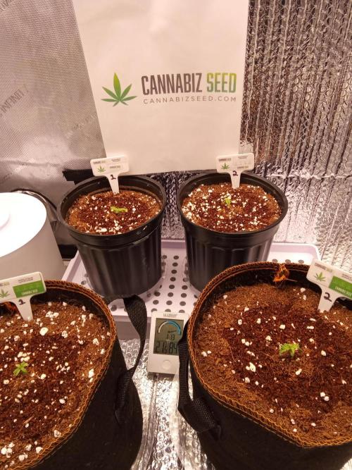 Cannabiz Seeds Gorilla Glue Auto. Week 1