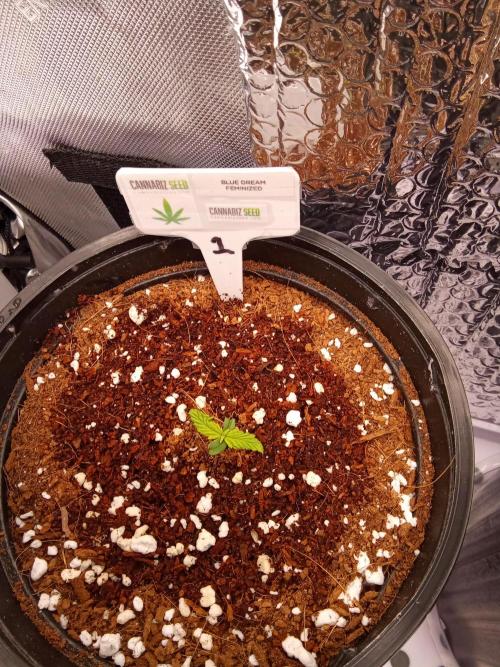 Cannabiz seeds Blue Dream photo period. Week 1