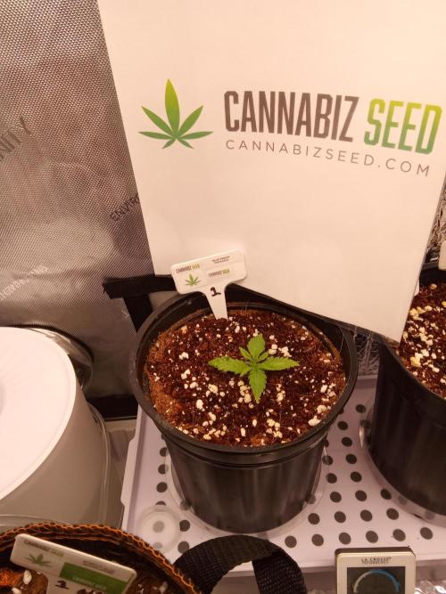 Cannabiz seeds Blue Dream photo period. Week 2 - Starting to take off. 