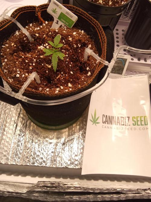 Cannabiz Seeds Gorilla Glue Auto. Week 2