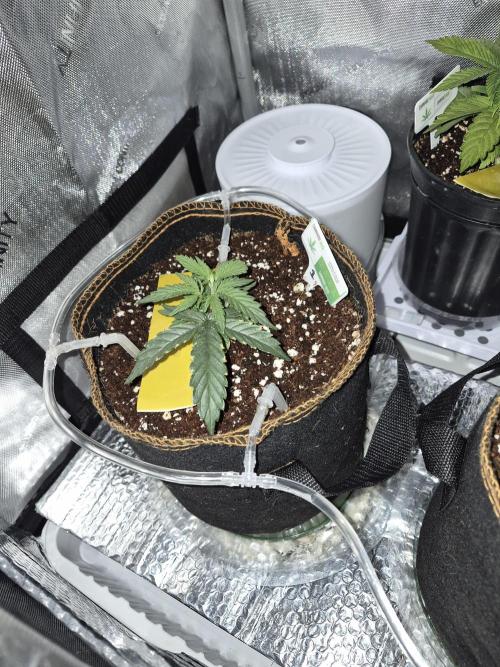 Cannabiz Seeds Gorilla Glue Auto. Week 3 - Topped
