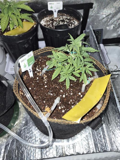 Cannabiz Seeds Gorilla Glue Auto. Week 3 - Lst 