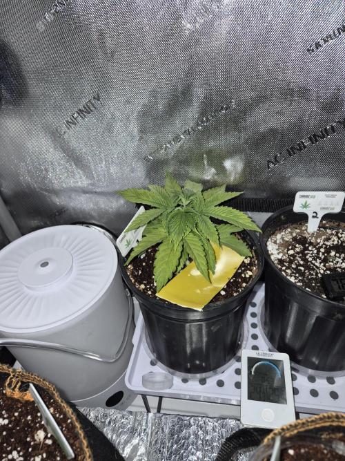 Cannabiz seeds Blue Dream photo period. Week 3