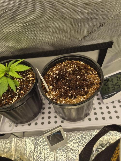 Cannabiz seeds Blue Dream photo period. Week 3