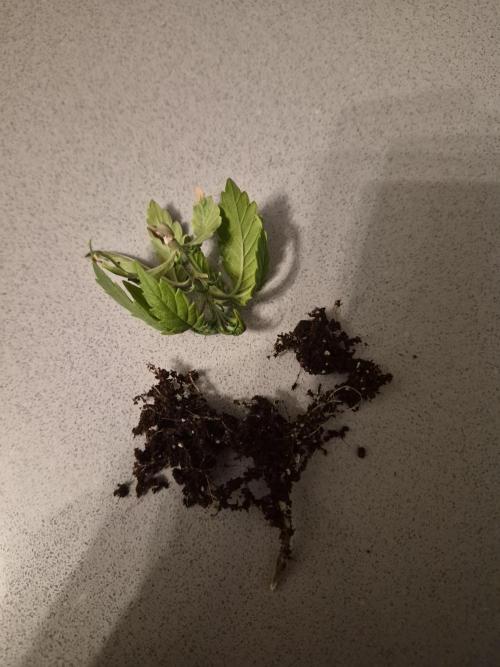 Cannabiz seeds Blue Dream photo period. Week 3 - Lost a small seedling. I believe dampening rotted stem just touched it a broke. 