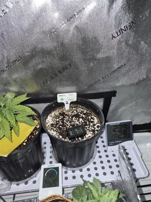 Cannabiz seeds Blue Dream photo period. Week 3 - Started a replacement 