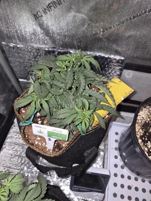 Cannabiz Seeds Gorilla Glue Auto. Week 4